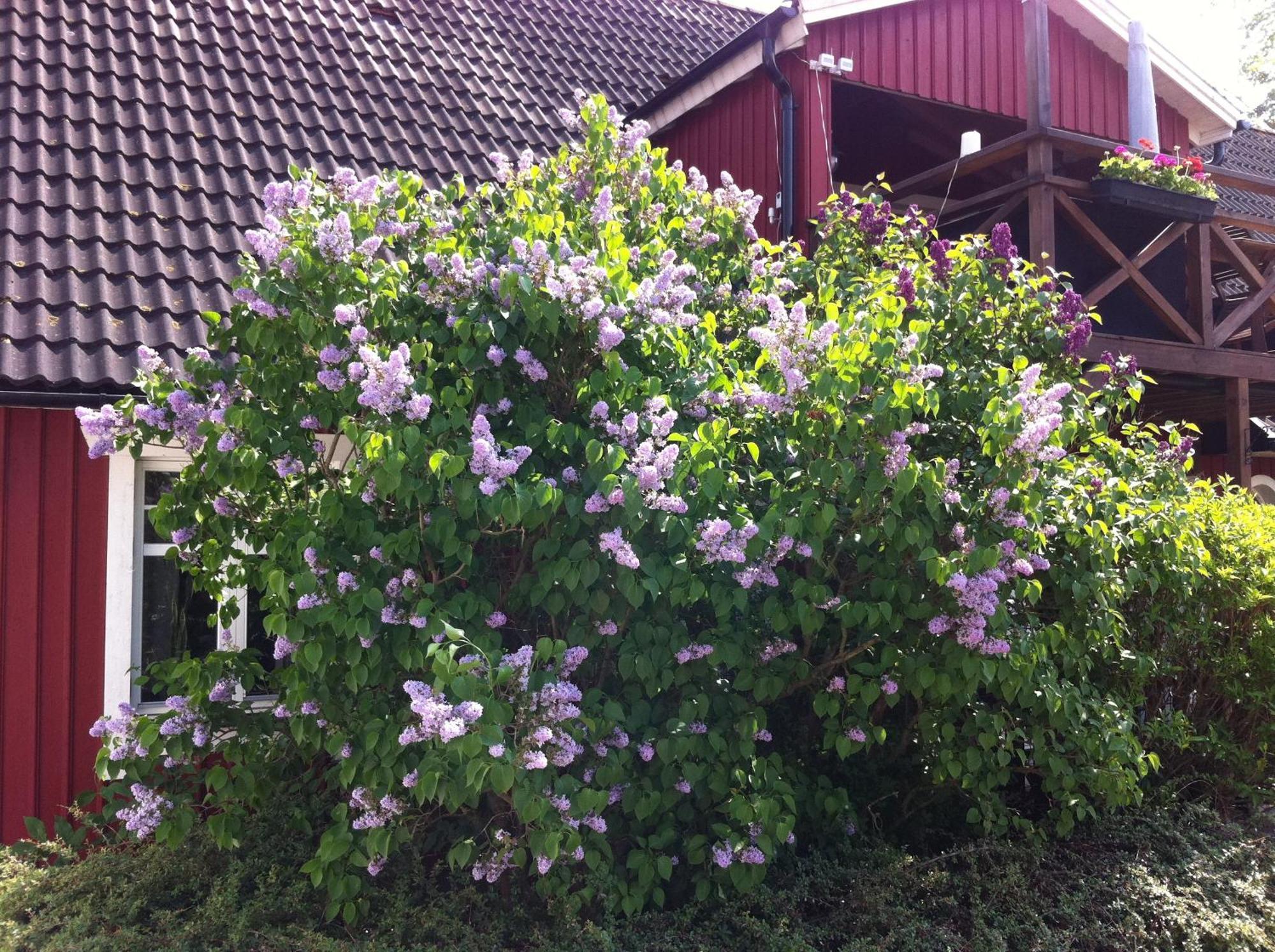 Mattisgarden Bed & Breakfast Ostra Ljungby Exterior photo